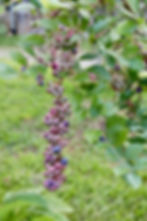 blueberriesarrowsfarmclarkesvillega