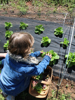 Childpickinglettuce