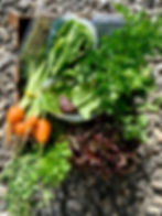 Veggie Box Weekly