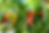 Peppers